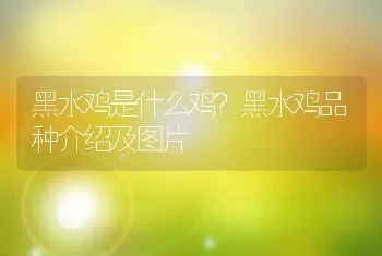 黑水鸡是什么鸡？黑水鸡品种介绍及图片