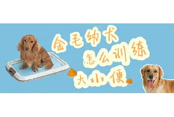 金毛幼犬怎么训练大小便