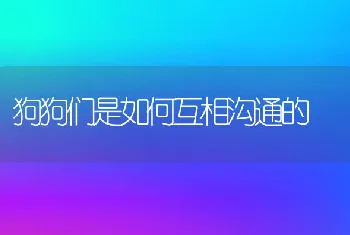 狗狗们是如何互相沟通的