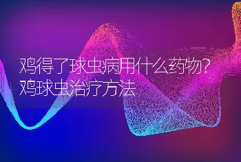 鸡得了球虫病用什么药物？鸡球虫治疗方法