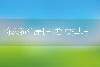 你家狗狗是理想的类型吗