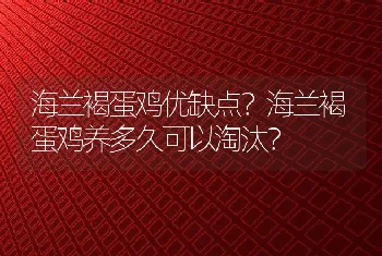 海兰褐蛋鸡优缺点？海兰褐蛋鸡养多久可以淘汰？