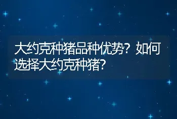 大约克种猪品种优势？如何选择大约克种猪？