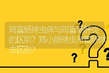 鸡盲肠球虫病与鸡盲肠肝炎的区别？鸡小肠球虫与盲肠球虫区别？