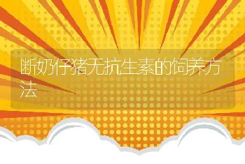 断奶仔猪无抗生素的饲养方法