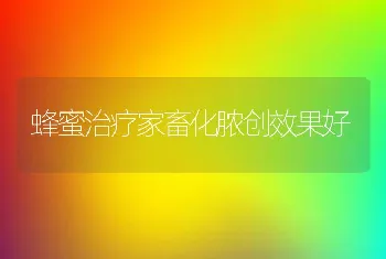 蜂蜜治疗家畜化脓创效果好