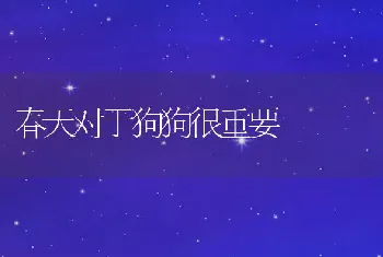 春天对于狗狗很重要