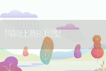 狗狗比赛的照型