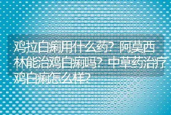 鸡拉白痢用什么药？阿莫西林能治鸡白痢吗？中草药治疗鸡白痢怎么样？