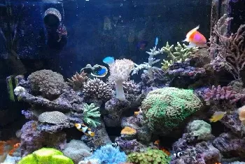 挑选水族箱设备 造景设计有学问