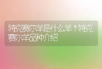 特克赛尔羊是什么羊？特克赛尔羊品种介绍