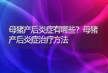 母猪产后炎症有哪些？母猪产后炎症治疗方法