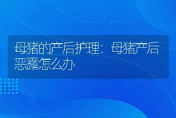 母猪的产后护理：母猪产后恶露怎么办