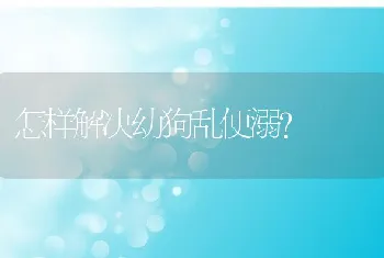 怎样解决幼狗乱便溺?