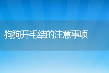 狗狗开毛结的注意事项