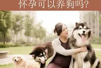 孕妇可以养宠物吗，孕期怎么避免感染弓形虫?