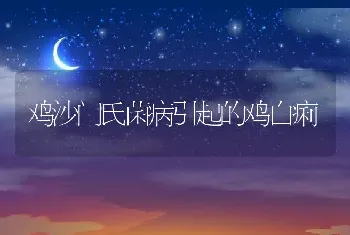 鸡沙门氏菌病引起的鸡白痢