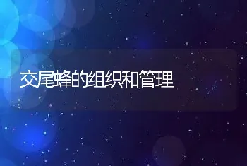 交尾蜂的组织和管理