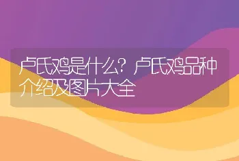 卢氏鸡是什么?卢氏鸡品种介绍及图片大全