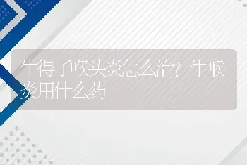 牛得了喉头炎怎么治？牛喉炎用什么药