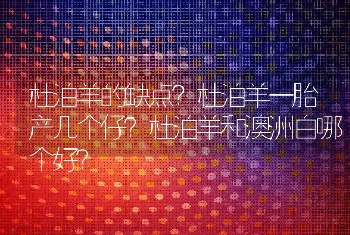 杜泊羊的缺点？杜泊羊一胎产几个仔？杜泊羊和澳洲白哪个好？