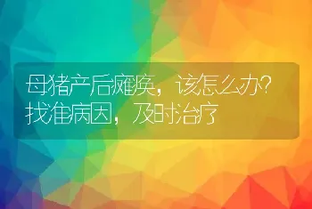 母猪产后瘫痪，该怎么办？找准病因，及时治疗