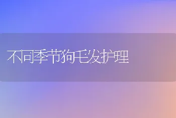 不同季节狗毛发护理