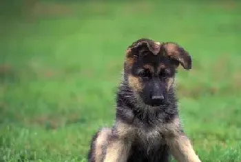 德国牧羊犬口臭怎么办？