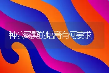 种公藏獒的培育有何要求