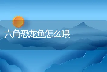 六角恐龙鱼怎么喂