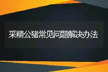 采精公猪常见问题解决办法