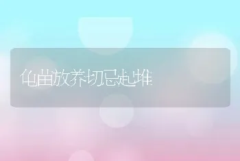 龟苗放养切忌起堆