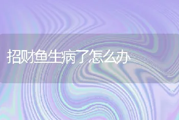 招财鱼生病了怎么办