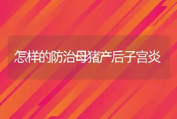 怎样的防治母猪产后子宫炎