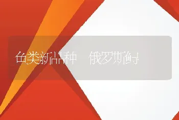 鱼类新品种―俄罗斯鲟