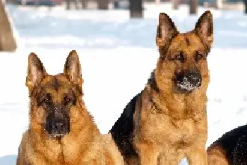 如何一眼识别出德国牧羊犬的犬种方法