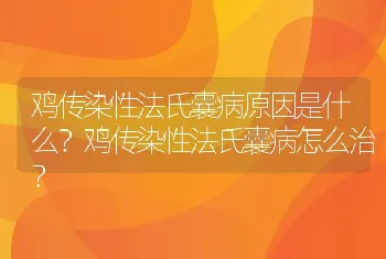 鸡传染性法氏囊病原因是什么？鸡传染性法氏囊病怎么治？