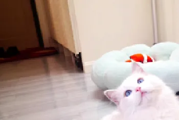 猫咪驱虫多久一次?给猫咪驱虫是什么时候?