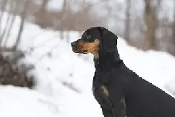 奥地利黑褐猎犬的性格特点_价格_训练_怎么养