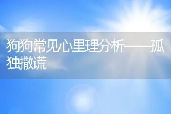 狗狗常见心里理分析——孤独撒谎