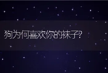 狗为何喜欢你的袜子?