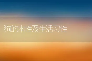 狗的本性及生活习性