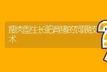 瘦肉型生长肥育猪的饲喂技术