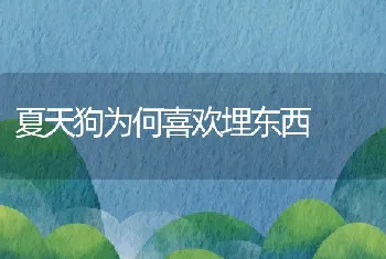 夏天狗为何喜欢埋东西