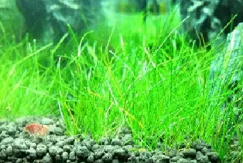 水族教学：水草的种植及管理