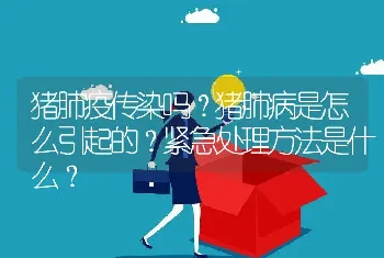 猪肺疫传染吗？猪肺病是怎么引起的？紧急处理方法是什么？