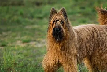 布雷猎犬坏习惯怎么纠正 伯瑞犬坏习惯纠正技巧