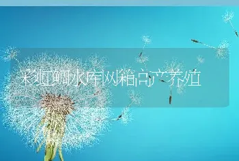 彩虹鲷水库网箱高产养殖