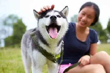 还有带薪宠物假？日本的宠物到底过的有多好！