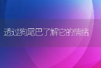 透过狗尾巴了解它的情绪